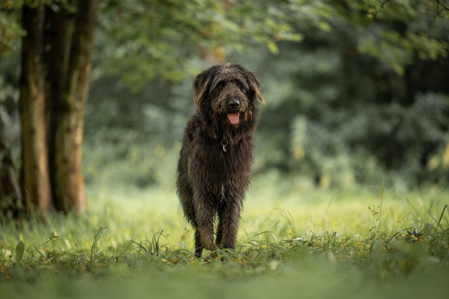 Merlin